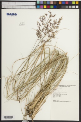 Triodia mitchellii image