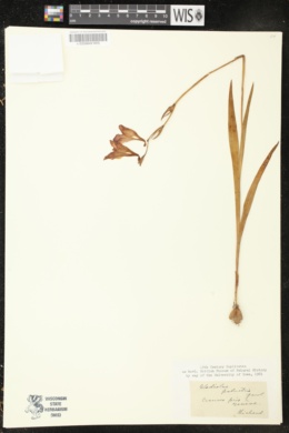 Gladiolus palustris image