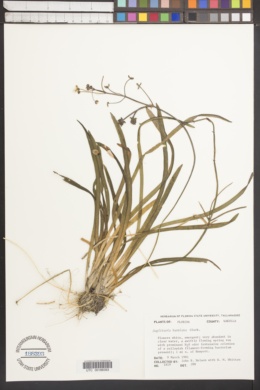 Image of Sagittaria kurziana