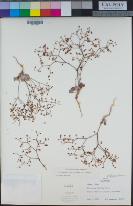 Eriogonum nutans image