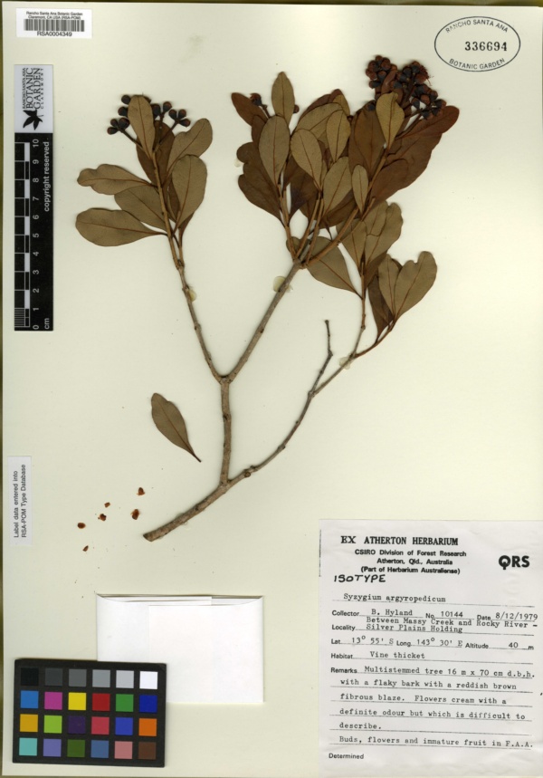 Syzygium argyropedicum image