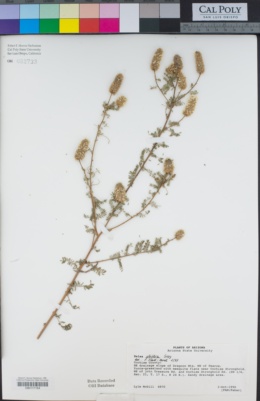 Dalea albiflora image