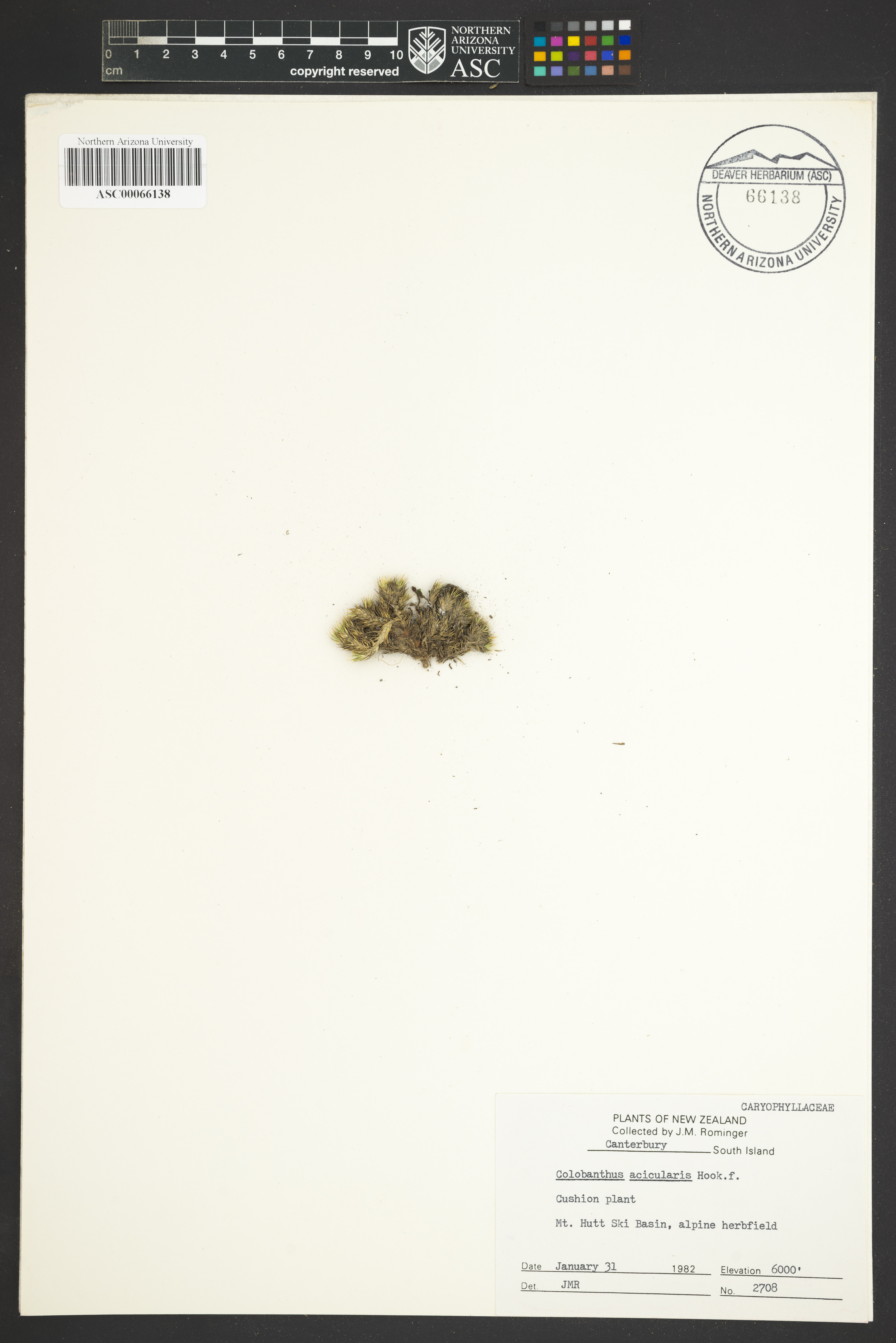 Colobanthus acicularis image
