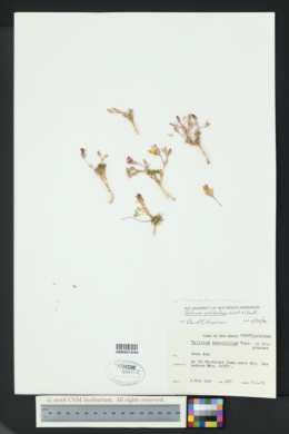 Phemeranthus brevicaulis image