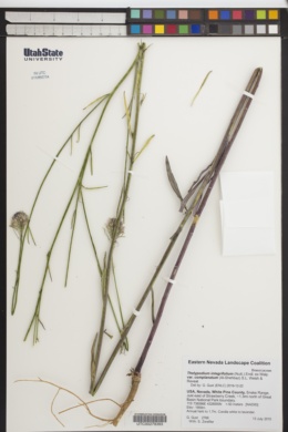 Thelypodium integrifolium var. complanatum image