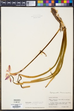 Image of Zephyranthes drummondii