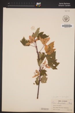 Acer glabrum subsp. douglasii image