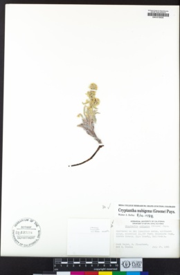 Oreocarya nubigena image