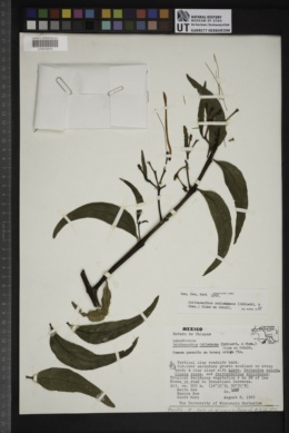 Psittacanthus schiedeanus image