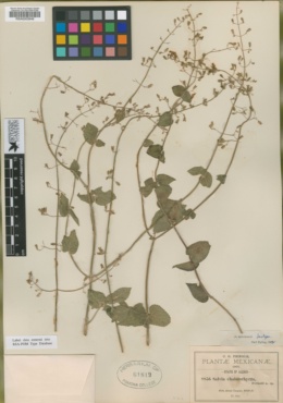 Salvia chalarothyrsa image