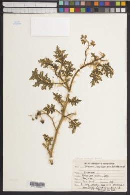 Solanum surattense image
