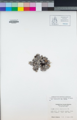 Eritrichium nanum image
