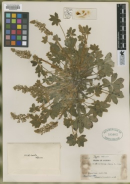 Lupinus huachucanus image