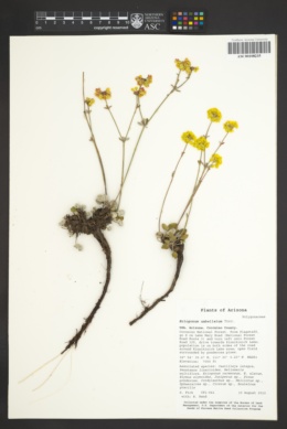 Eriogonum umbellatum var. cognatum image