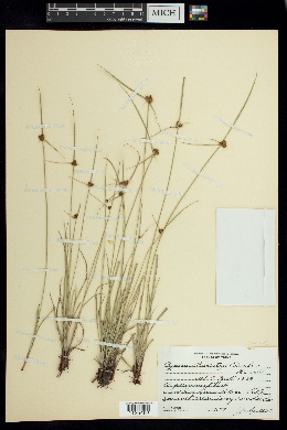 Cyperus swartzii image