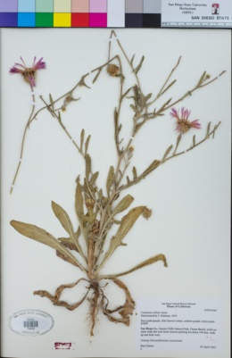 Image of Centaurea diluta
