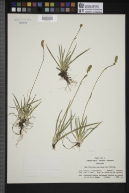 Tofieldia calyculata image