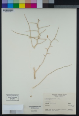 Tetradymia axillaris image