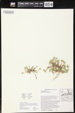 Scleranthus perennis subsp. perennis image