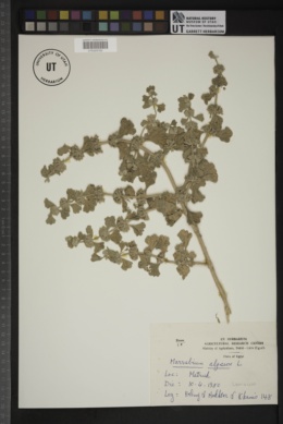 Marrubium alysson image