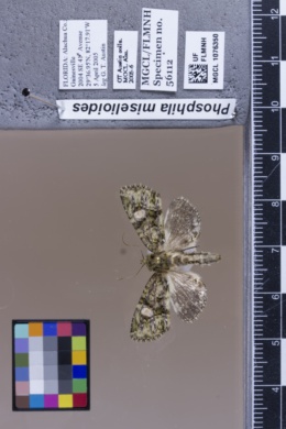 Phosphila miselioides image