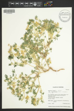 Lupinus kingii var. argillaceus image