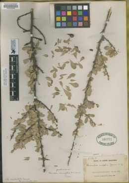 Image of Bumelia cuneifolia
