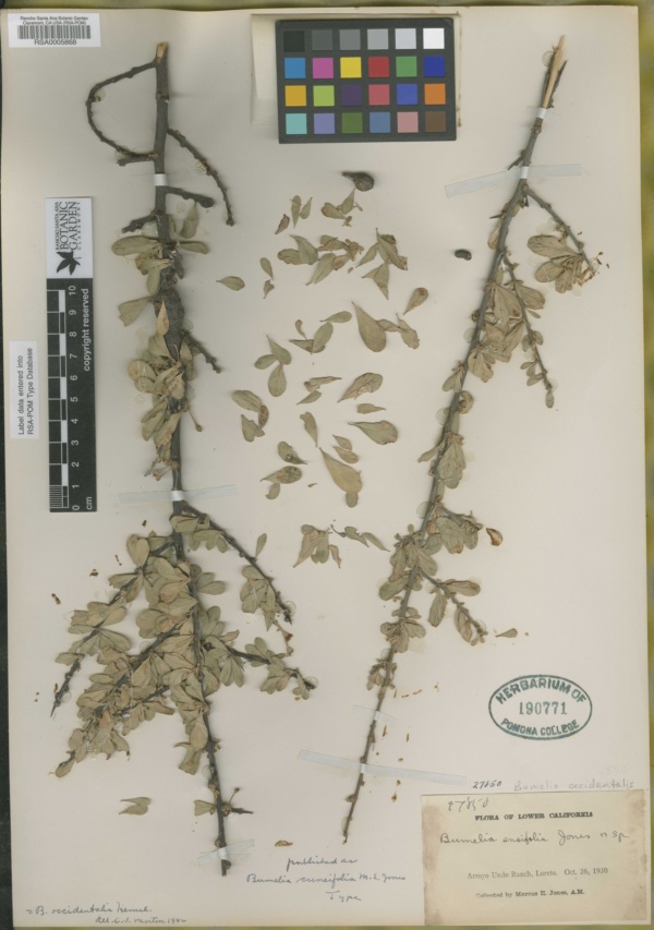 Bumelia cuneifolia image