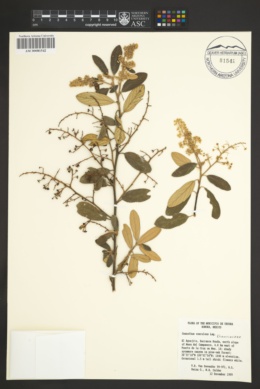 Ceanothus caeruleus image