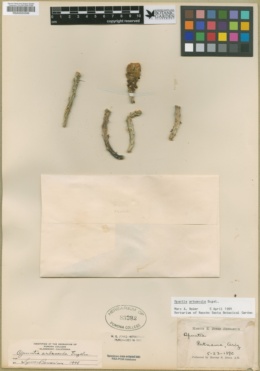 Cylindropuntia arbuscula image