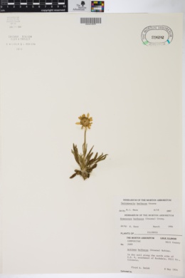 Tetraneuris herbacea image
