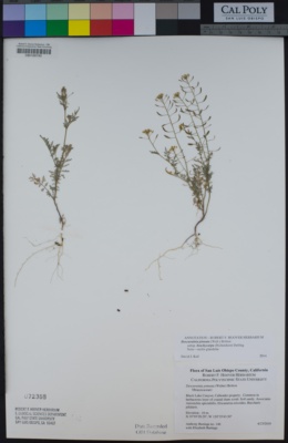 Descurainia pinnata subsp. brachycarpa image