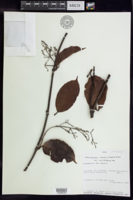 Banisteriopsis padifolia image