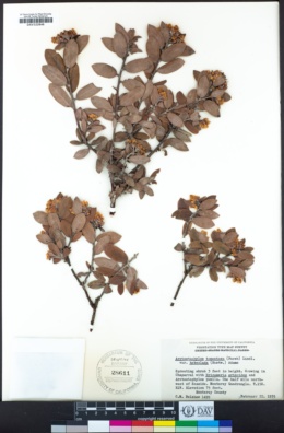 Arctostaphylos tomentosa subsp. bracteosa image