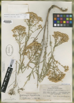 Image of Gutierrezia linearifolia