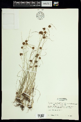 Cyperus microbrunneus image