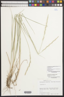 Trichopyrum scythicum image