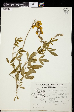 Image of Crotalaria acapulcensis