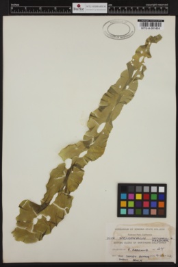 Ulva stenophylla image