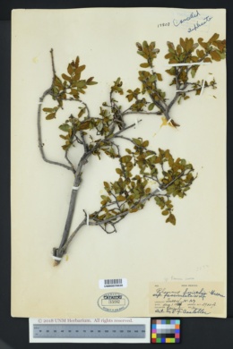 Rhamnus serrata image
