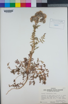 Phacelia tanacetifolia image