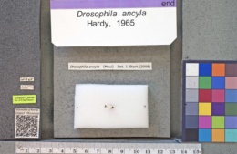 Drosophila ancyla image