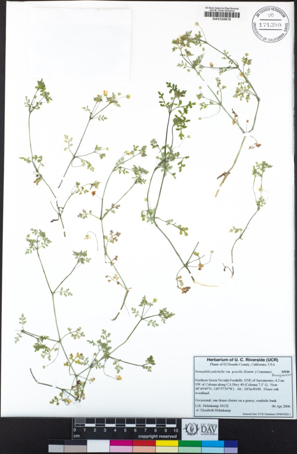 Nemophila pulchella var. gracilis image