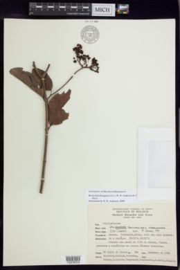 Bronwenia ferruginea image