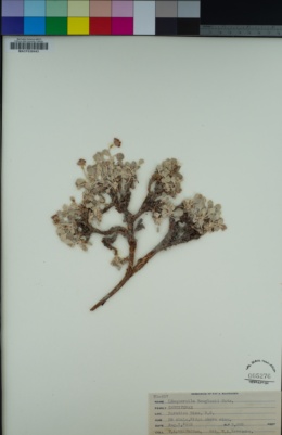 Physaria douglasii subsp. douglasii image