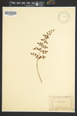 Pellaea andromedifolia var. pubescens image