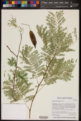 Image of Albizia brevifolia