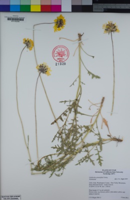Image of Gaillardia pinnatifida