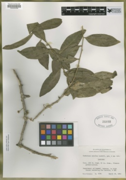 Image of Agonandra goldbergiana