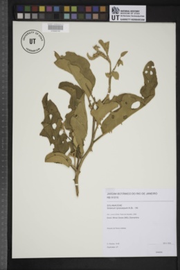 Solanum lycocarpum image